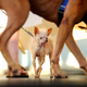 Illustration for article titled New World's Ugliest Dog Was Mistaken For A Rat